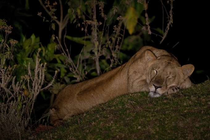 Der Afrikanische Löwe bevorzugt eigentlich die Savanne als Lebensraum. - Foto: Bruno D'Amicis