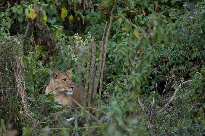 Löwin in ihrer natürlichen Umgebung im Kafa-Wald