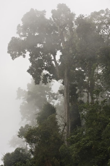 Der Nebelwald in Boginda