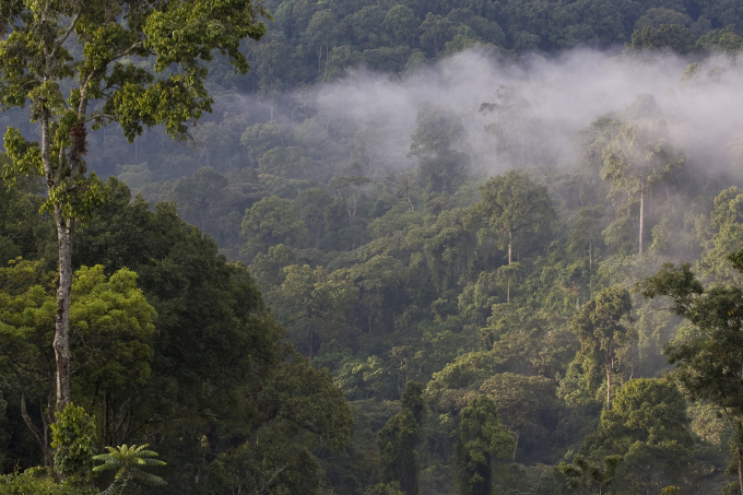 Typisch für die Region: Bergnebelwälder wie dieser in Boginda - Foto: Bruno D'Amicis