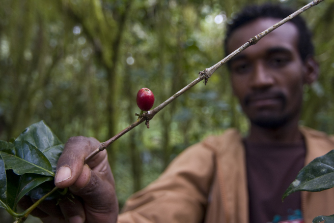  Berühmt sind die Wälder für die letzten Vorkommen des wilden Arabica-Kaffees.  - Foto: Bruno D'Amicis