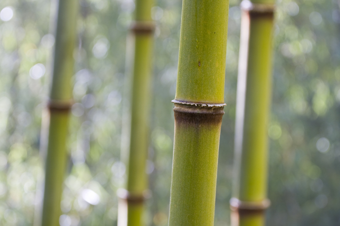 Bambus - Foto: Bruno D'Amicis