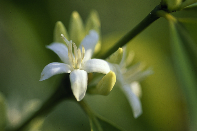 Die weiße Blüte eines Wildkaffeestrauchs - Foto: Rainer Klingholz