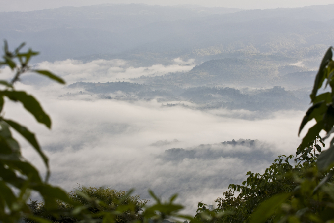 Kafas Wildkaffewälder gehören zu den fünf Prozent der erfolgsversprechensten UNESCO-Biosphärenreservaten weltweit. - Foto: Bruno D'Amicis