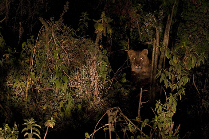 EIn Löwe versteckt sich im Gebüsch im äthiopischen Kafa