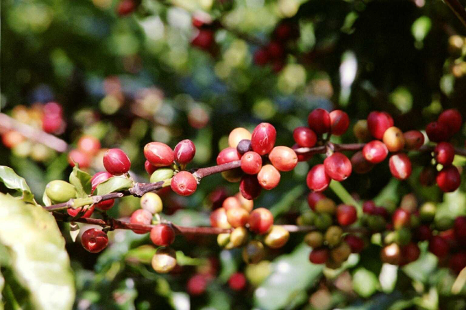 Kaffeekirschen am Zweig