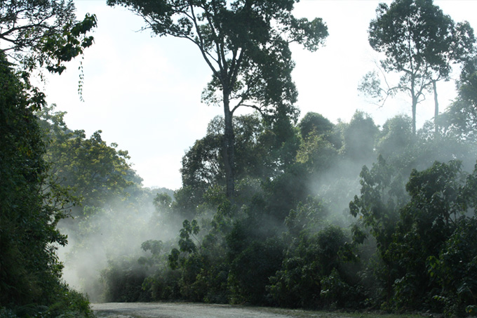 Regenwälder sind die Heimat von mehr als der Hälfte aller Tierarten weltweit.  -  Foto: NABU/Svane Bender-Kaphengst
