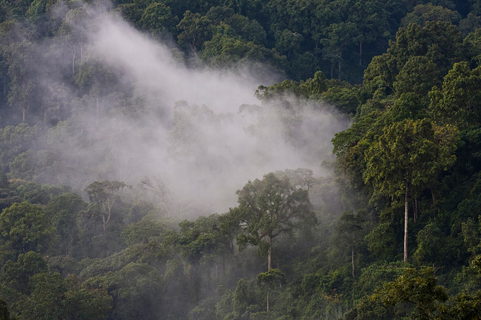Unersetzliche Lebensquelle: Die Bergnebelwälder Kafas gelten als die grüne Lunge Äthiopiens - Foto: Bruno D'Amicis
