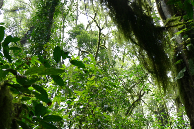 Das Dickicht im Bergnebelwald im Kafa-Biosphärenreservat.