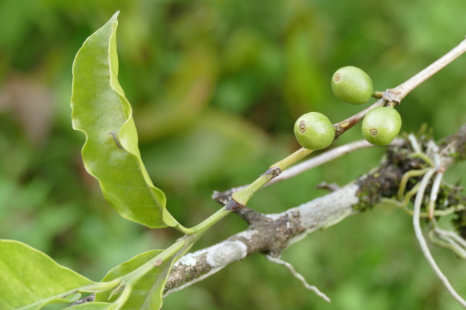 Kaffee wächst wild in den Bergnebelwäldern der Kafa-Region. - Foto: NABU International / Amy Newsom