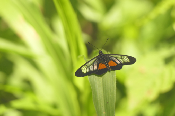 Ein Lebensraum der Artenvielfalt: Die Gegend ist Heimat für viele Schmetterlingsarten. - Foto: NABU International / Amy Newsom