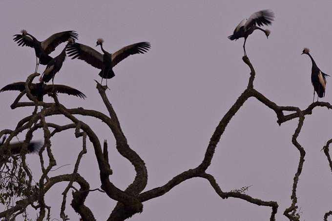 Eine Gruppe Kronenkraniche in einem Baum