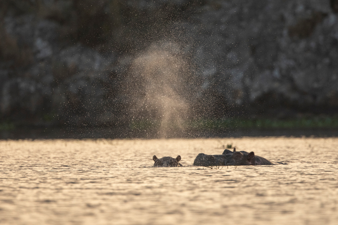 Hippos! Viele Tierarten sind am Tanasee zuhause. - Foto: Bruno D'Amicis