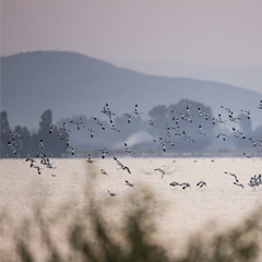 Vogelschwarm in Äthiopien