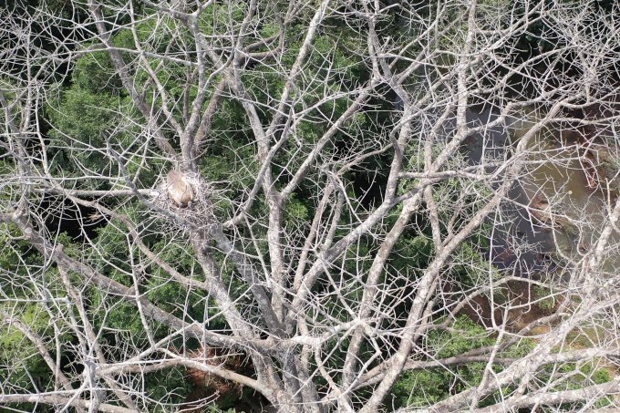 Das Nest eines Weißrückengeiers.