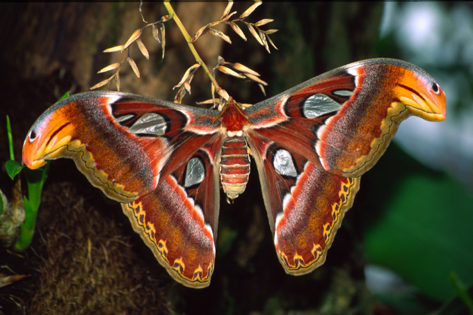 Ein Attaeus atlas Schmetterling