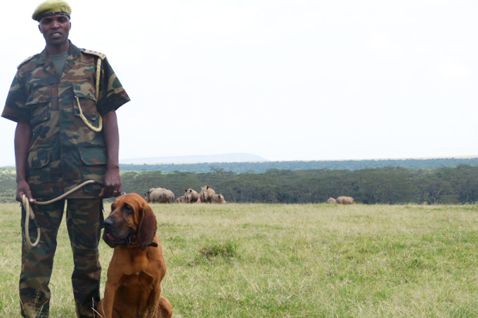 Ranger mit Spürhund. Im Hintergrund grasen Nashörner.