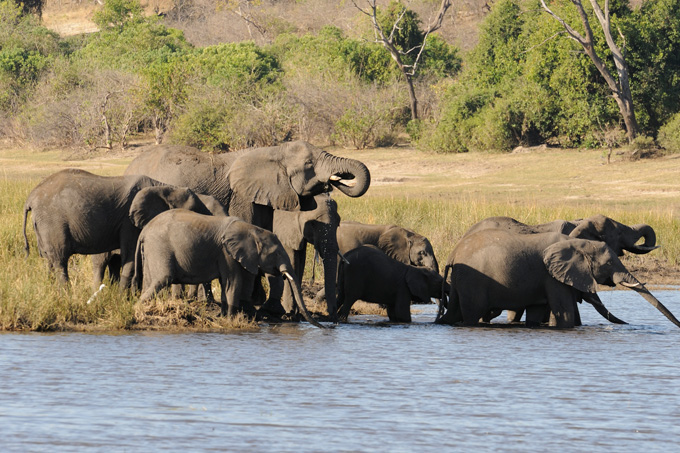 Die größten Elefantenbestände konnten sich in Ost- und Südafrika halten. - Foto: Ralph Frank