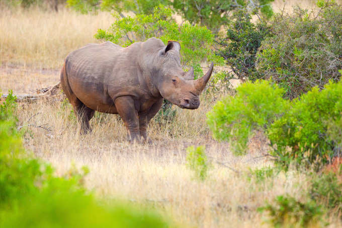 Das Nashorn von Rhinos ist bei Wilderern sehr begehrt. - Foto: Dreamstime.com/Birdiegal717