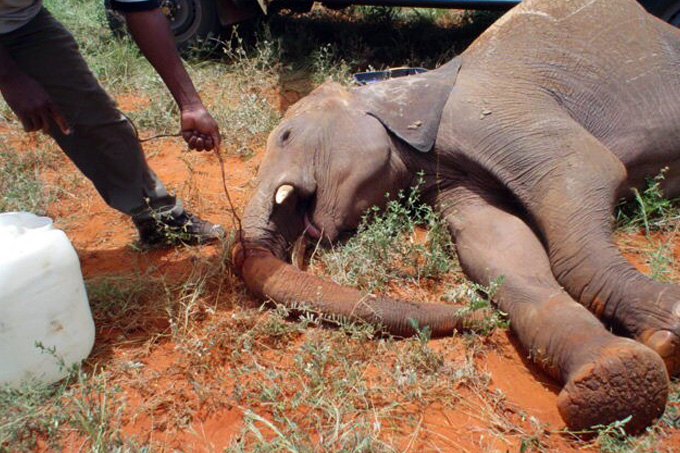  In den von Wilderer ausgelegten Drahtschlingen sterben Elefanten meist qualvoll. - Foto: Anne Kent Taylor Fund