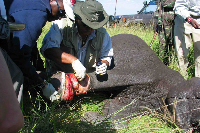 Wildhüter untersuchen einen mit einer Drahtschlingen-Falle gewilderten Elefanten.