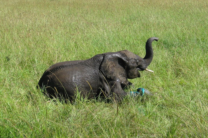 Elefant in Falle