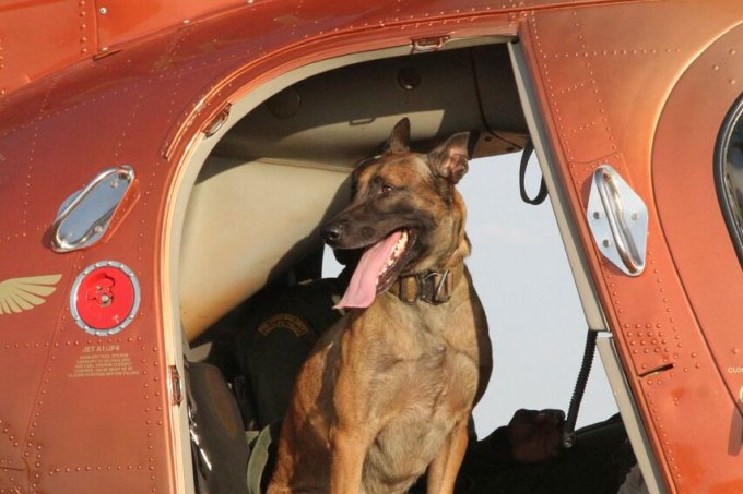 Ein Hund wartet im Helikopter auf seinen Einsatz
