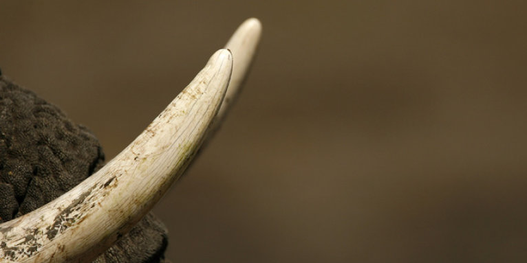 Elfenebein, also die Stoßzähne von Elefanten, werden auch das weiße Gold. - Foto: van Aaarde