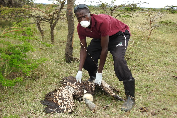 Unsere kenianischen Partner setzen sich trotz der herausfordernden Corona-Pandemie für den Geierschutz ein. - Foto: NABU/George Muigai