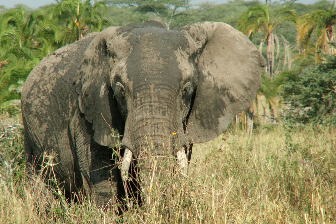 Großer Elefant