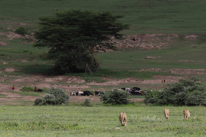 Durch die wachsenden Rinderherden im Projektgebiet steigt auch das Konfliktpotenzial zwischen Hirten und Löwen...  - Foto: Craig Packer