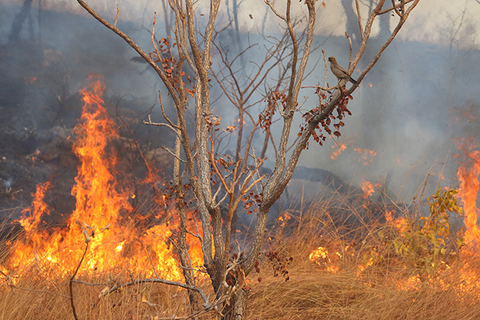 Buschfeuer in den Savannen von Westafrika.