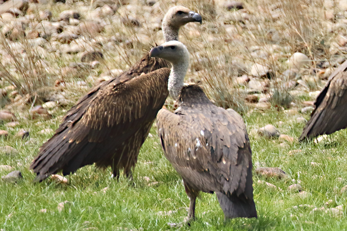 Afrikanische Geier (Gyps africanus) im Comoé Nationalpark.