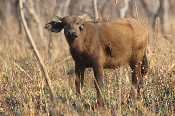 Büffel mit Madenhacker im Comoé Nationalpark.