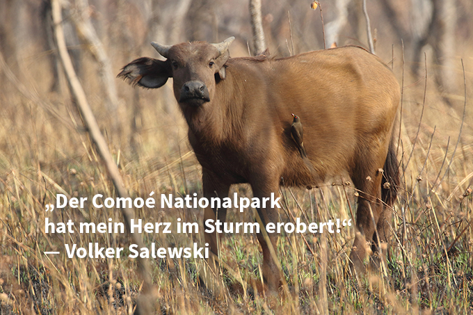 Büffel mit Madenhacker im Comoé Nationalpark - Foto: NABU / Volker Salewski