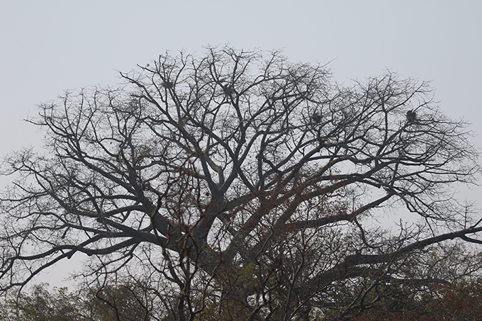 Geiernester in einer Krone eines Kapokbaums in der Elfenbeinküste.