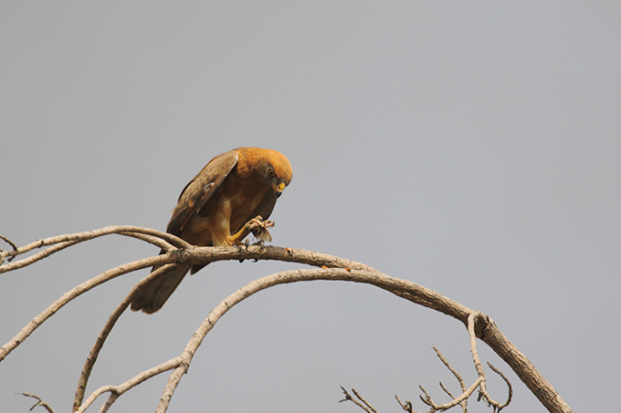  Der Heuschreckenteesa ist ein afrikanischer Greifvogel, der Jagd auf Insekten macht.