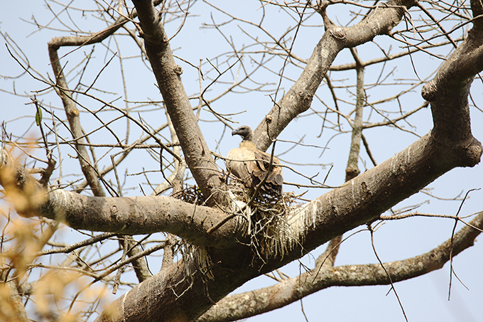 Nest eines Weißrückengeiers im Baum, Elfenbeinküste.