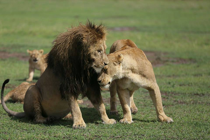 Löwen im Ngorongoro-Krater - Foto: Craig Packer