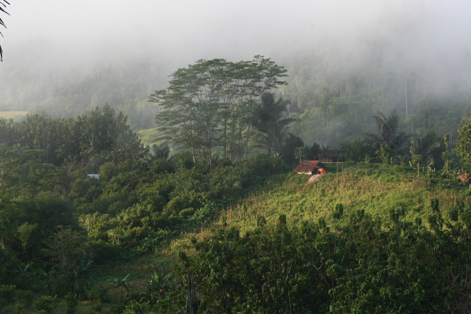 Tropischer Regenwald auf Gorontalo - Foto: Barend van Gemerden / Vogelbescherming NL
