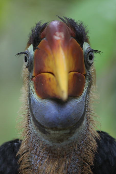 Ein Nashornvogel der Art Knobbed Hornbill in Indonesien