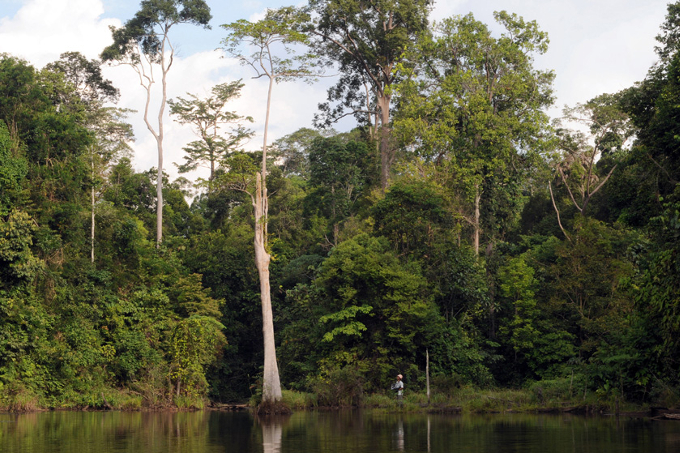 Das Ufer eines Flusses im Harapan-Regenwald