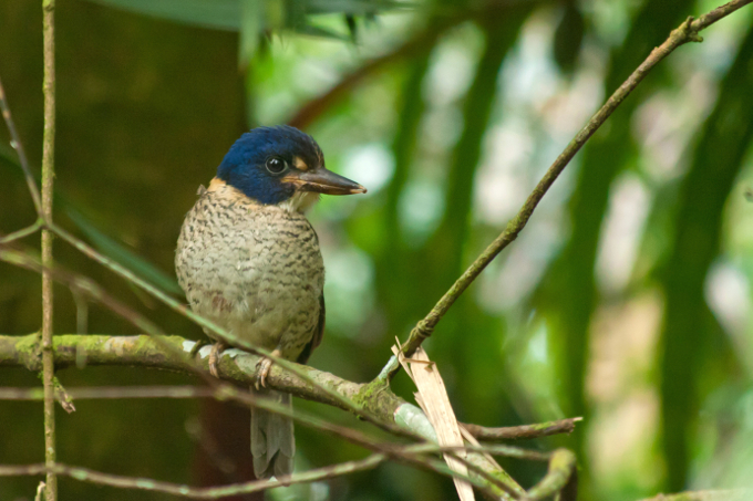 Kommt nur in der Region Gorontalo vor: Scaly Kingfisher aus der Familie der Eisvögel. - Foto: Barend van Gemerden / Vogelbescherming NL