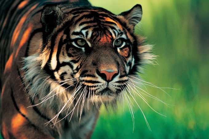 Der Sumatra-Tiger ist die kleinste und seltenste Unterart des Panthera tigris. - Foto: NHPA/Dave Watts