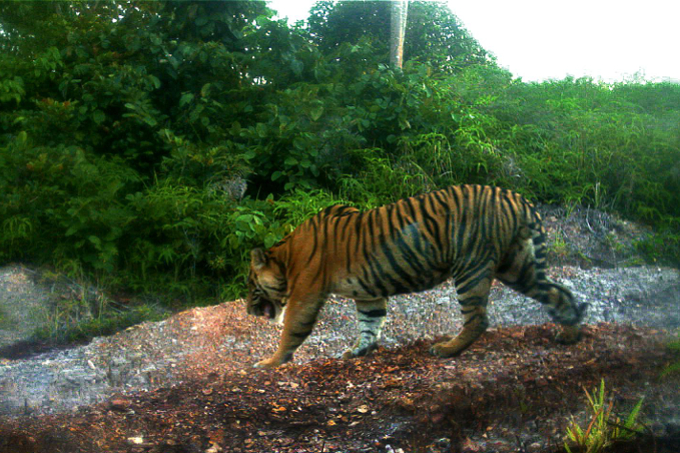 Fotofallenbild eines indonesischen Tigers im Harapan Regenwald