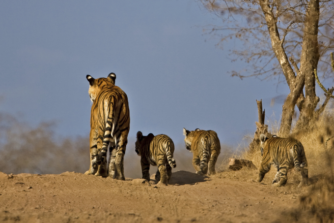 Eine Tigermutter mit drei Jungtieren