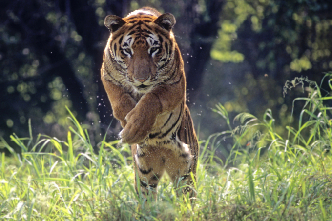 Tiger im Sprung - Foto: iStockphoto/Pradeep Kumar