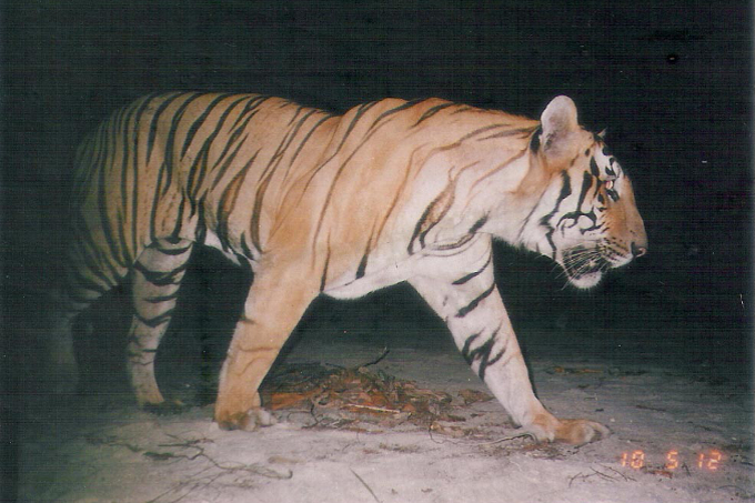 Kamerafallenfoto eines Tigers