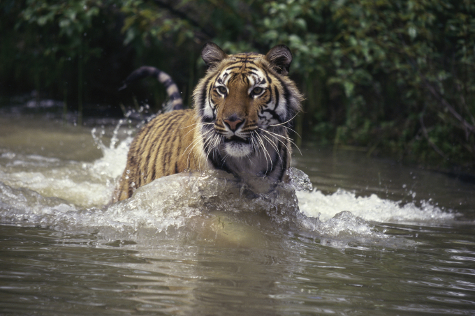 Ein indischer Tiger läuft durch einen Fluss