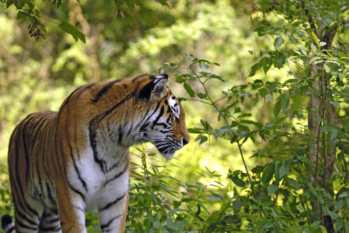 Ein indischer Tiger am Waldrand